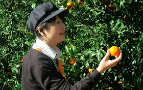 Fruit Picking in Japan