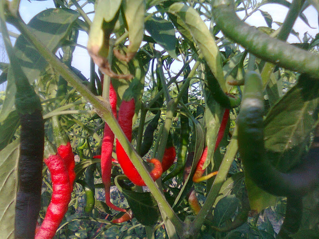 Buah Cabe Merah Keriting (CMK)