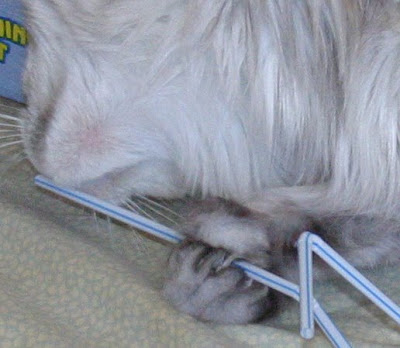 Maine coon polydactyl picks up straws with her paws