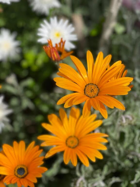 Margarida-do-cabo ou Margarida-Africana (Osteospermum ecklonis)