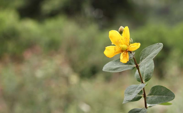 Hypericum Flowers