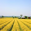The Role of Backward Integration in Agriculture for Sustainable Growth