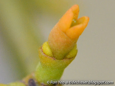 Oval-leaved Mistletoe (Viscum ovalifolium)