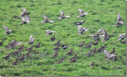 11 golden-plovers-1