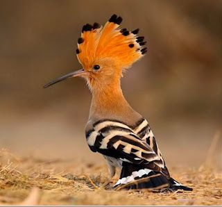 Image result for hudhud bird