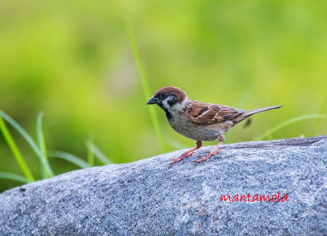 Eurasian Tree Sparrow