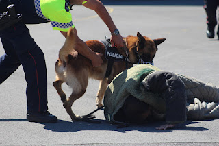 Los perros de la Policía Municipal muestran sus habilidades en Retuerto en una sofocante jornada