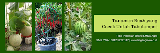jual benih, harga murah, melon golden, buah melon, known you seed, tanaman melon, toko pertanian, toko online, lmga agro