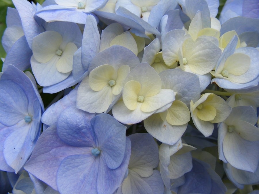 hydrangea