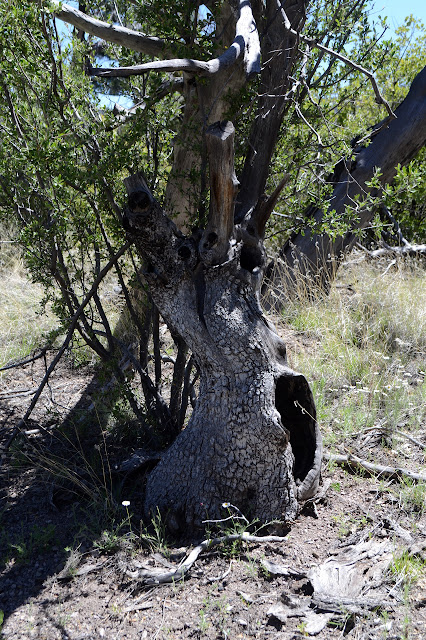 hollow alligator juniper trunk with a curvy look