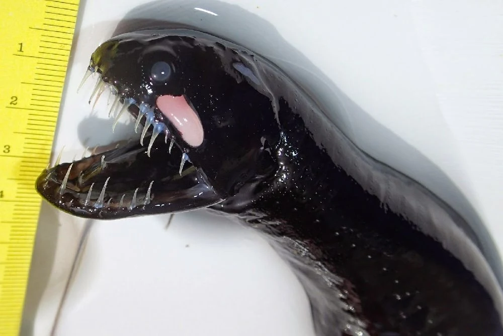 Los peces de las profundidades absorben la luz: Idiacanthus antrostomus o dragón negro