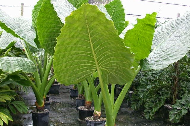 Alocasia : Nama Tanaman