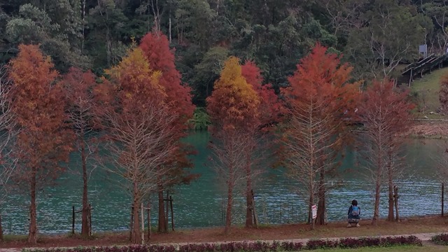 This garden at Sun Moon Lake had some trees in Autumn colours even though it was Winter in Taiwan!. 