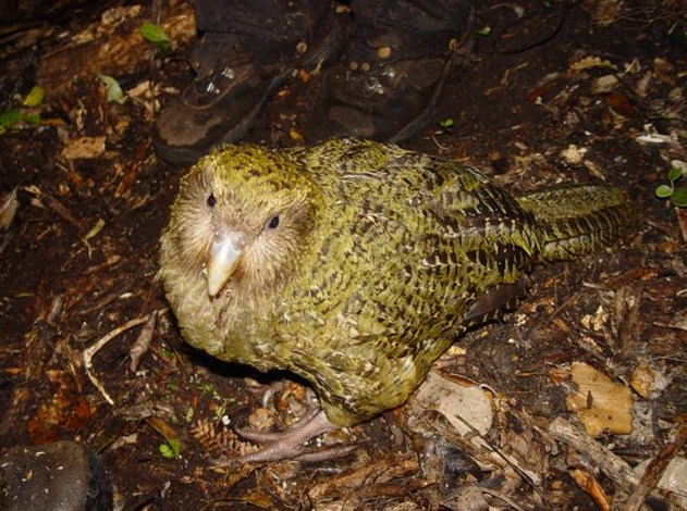 7.%2BKakapo.jpg