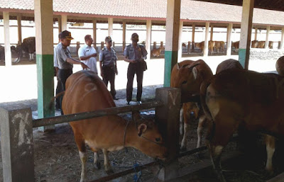 Pemkot Denpasar Himbau Masyarakat Cek Kesehatan Hewan