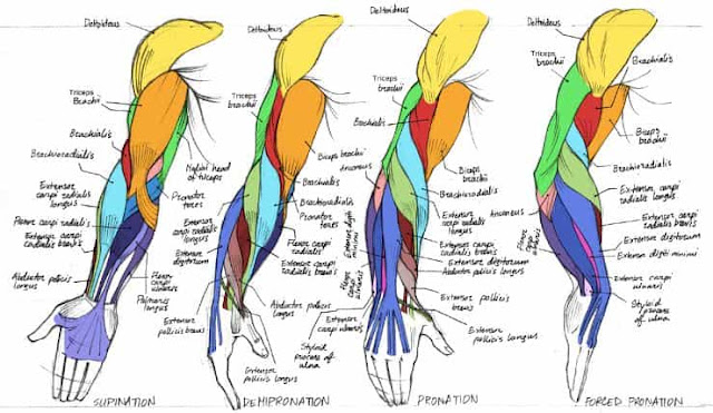 anatomi otot lengan