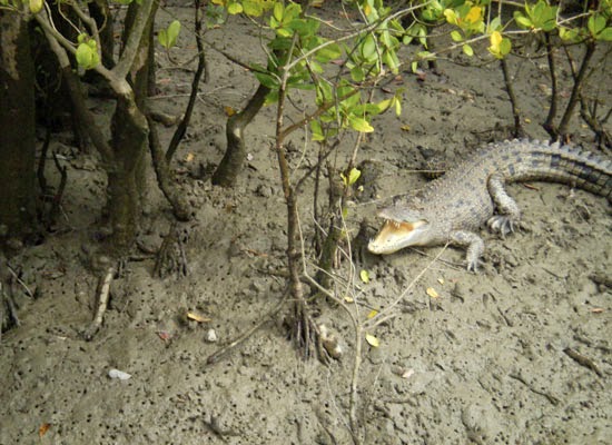 Sunderbans National Park