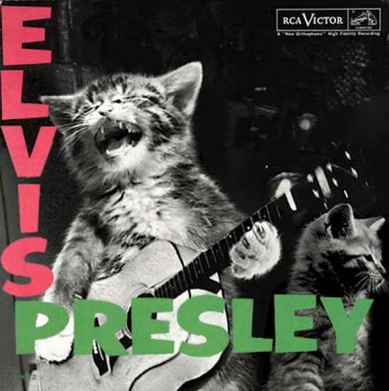 The Kitten Covers13