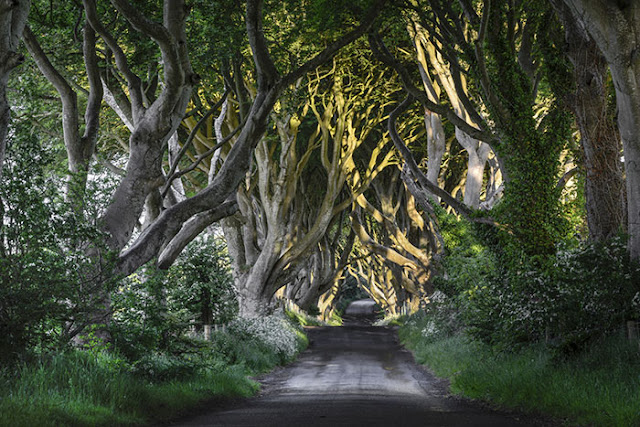 The Dark Hedges