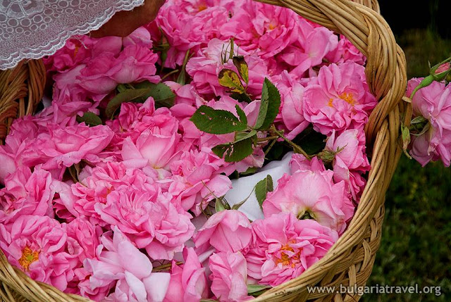 Rosa damascena de Bulgaria, Kazanlak, cosecha de la rosa, aceite de rosa, agua de rosa, 
