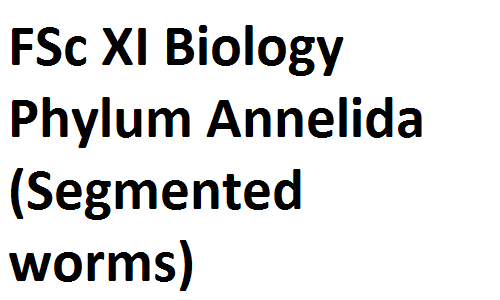 FSc Notes Class XI Biology Phylum Annelida (Segmented worms) fscnotes0