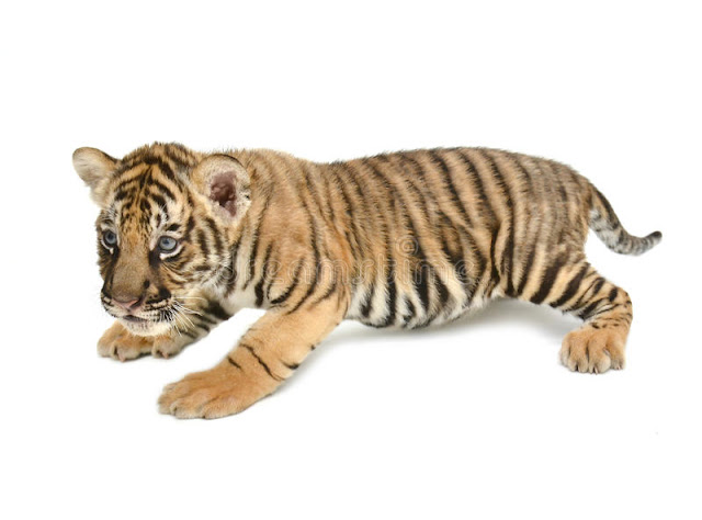 Baby Tiger Wallpapers