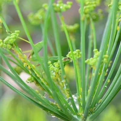 회향 Fennel 산미나리 회향 Fennel 산미나리