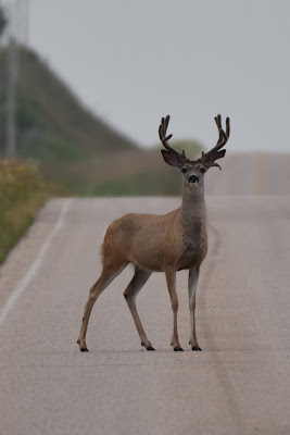 Mule Deer on Trans Canada Trail Alberta.