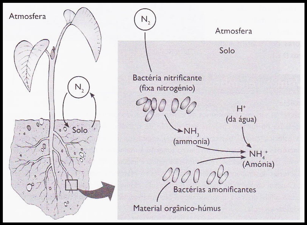 O Papel das bactérias na fixação do azoto (nitrogénio) para a nutrição das plantas.