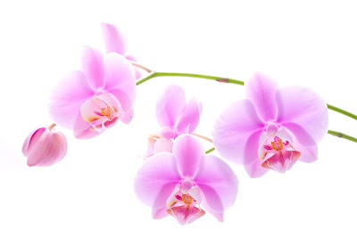 Fotos de Orquídeas Gratis