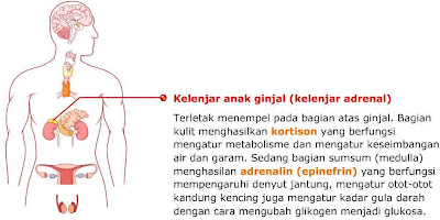 Dunia Biologi Asyik Sistem Hormon