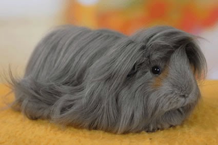 cobaya de pelo largo