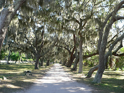 The Road to Dungeness, Cumberland Island