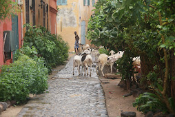 Ile de Goree_Senegal