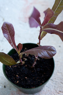 90-day-old Red Romaine