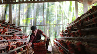 Harga Telur Ayam Anjlok di Angka Rp. 17.000 dari Kandang