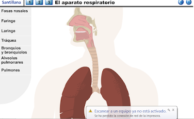 http://www.ceiploreto.es/sugerencias/animaciones/ciencias/aparespi.swf