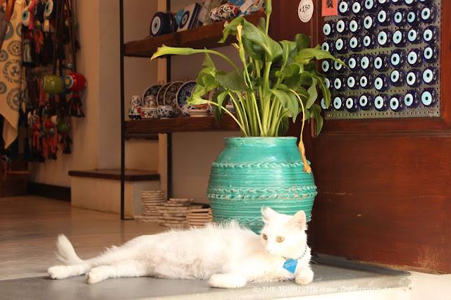 White cat lounging on the floor in the entrance of a shop.