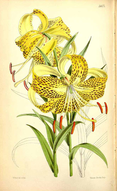 Лилия Лейхтлина (Lilium leichtlinii)