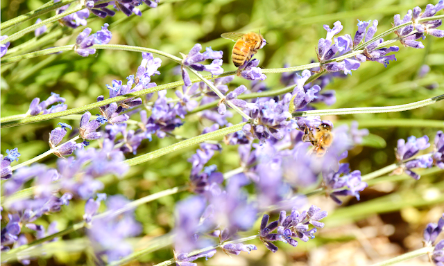 honeybees drinking lavender nectar