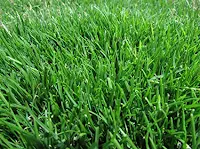 emerald zoysia