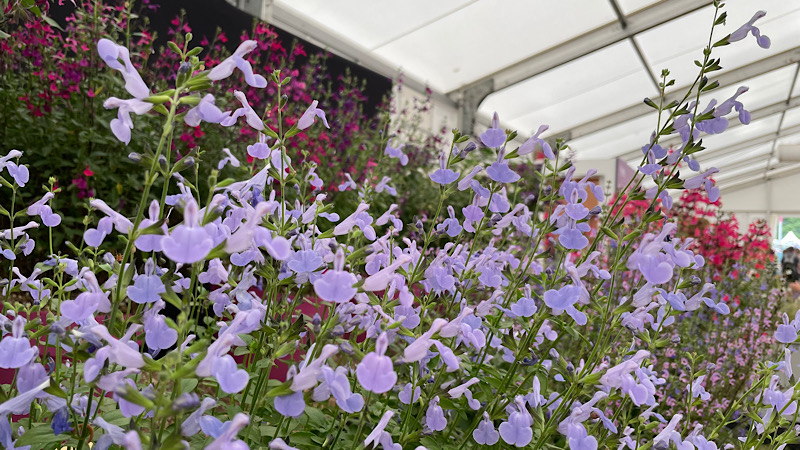 Baby Sage with delicate lilac flowers | Hampton Court Garden Festival 2023
