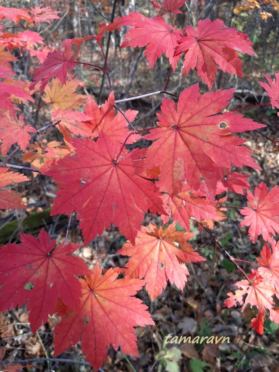 Клён ложнозибольдов (Acer pseudosieboldianum)