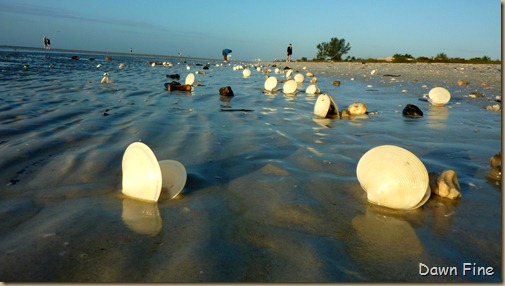 morning sanibel_055