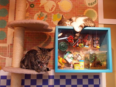 cat cafe