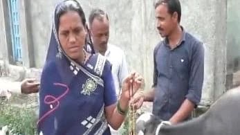 ಮಹಾರಾಷ್ಟ್ರ: ₹1.5 ಲಕ್ಷ ಬೆಲೆಬಾಳುವ ಚಿನ್ನದ ಮಂಗಳಸೂತ್ರ ನುಂಗಿದ ಎಮ್ಮೆ!
