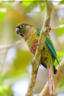 chiripepe de cabeza verde Pyrrhura frontalis psitaciformes