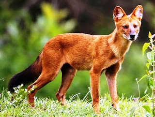 Dhole Animal