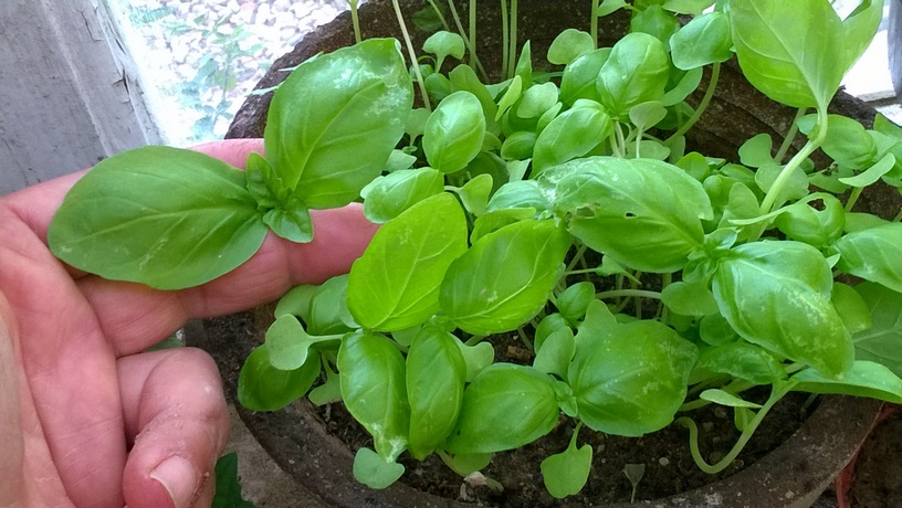 When your basil seedlings have developed their second set of true leaves, it’s time to transplant them.