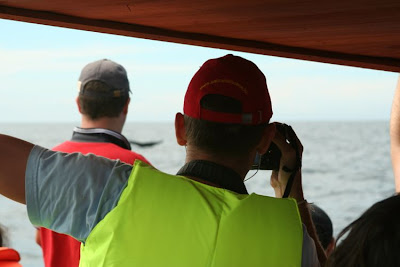 Whale watching in Mirissa